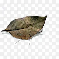 ��Ҷ��״��Ҷ��-������