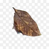 ���ؿ�Ҷ��-������