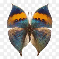 枯叶蛱蝶标本-空若网 枯叶蛱蝶标本-空若网