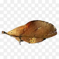 小巧的枯叶蝶-空若网 小巧的枯叶蝶-空若网