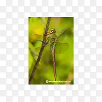 昆虫蜻蜓绿色天蛾节肢动物蜻蜓-空若网 昆虫蜻蜓绿色天蛾节肢动物蜻蜓-空若网