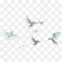 高清摄影一群海鸥设计-空若网 高清摄影一群海鸥设计-空若网