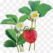 ��ݮ��������-��ݮ-������