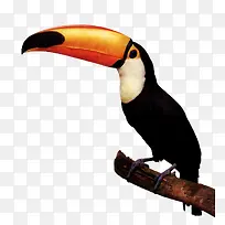 Õ¾ÔÚÊ÷Ö¦ÉϵĴó×ìÄñ-¿ÕÈôÍø Õ¾ÔÚÊ÷Ö¦ÉϵĴó×ìÄñ-¿ÕÈôÍø