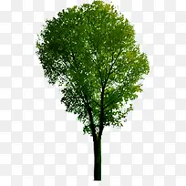 乔木绿树景观树效果贴图-空若网 乔木绿树景观树效果贴图-空若网