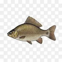 鲤鱼插画-空若网 鲤鱼插画-空若网