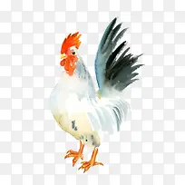 白色大公鸡-空若网 白色大公鸡-空若网