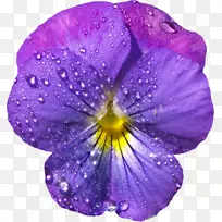 紫罗兰花潘西紫色剪贴画-露珠-空若网 紫罗兰花潘西紫色剪贴画-露珠-空若网