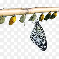 ºûµûÓëÓ¼-¿ÕÈôÍø ºûµûÓëÓ¼-¿ÕÈôÍø