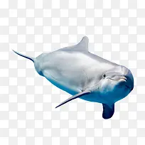 һͷ����-������