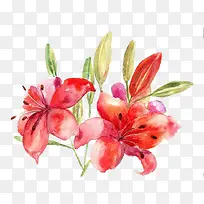 水彩红百合-空若网 水彩红百合-空若网