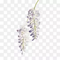 »¨»ÜË®²Ê»×ÏÌÙ»¨Ë®²Ê»-¿ÕÈôÍø »¨»ÜË®²Ê»×ÏÌÙ»¨Ë®²Ê»-¿ÕÈôÍø