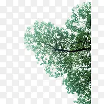 树 绿色树枝-空若网 树 绿色树枝-空若网