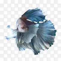 暹罗斗鱼水族馆养殖金鱼鱼缸-空若网 暹罗斗鱼水族馆养殖金鱼鱼缸-空若网