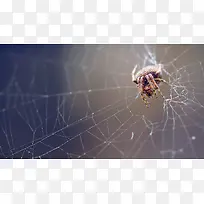 蜘蛛结网高清摄影-空若网 蜘蛛结网高清摄影-空若网