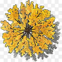 »ÆÉ«Ö²Îï-¿ÕÈôÍø »ÆÉ«Ö²Îï-¿ÕÈôÍø