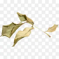 枯萎枝叶-空若网 枯萎枝叶-空若网