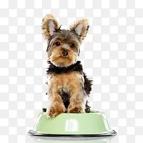 高清摄影小狗狗丑萌-空若网 高清摄影小狗狗丑萌-空若网