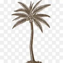 灰色槟榔树-空若网 灰色槟榔树-空若网