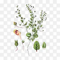 ��������廭-������