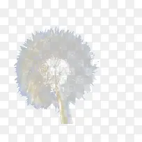 雪绒花摄影-空若网 雪绒花摄影-空若网