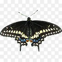 恋花的凤尾蝶-空若网 恋花的凤尾蝶-空若网