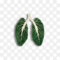 蔬菜-空若网 蔬菜-空若网