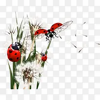 七星瓢虫和蒲公英-空若网 七星瓢虫和蒲公英-空若网