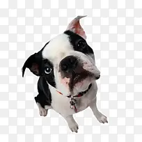 产品实物大头狗-空若网 产品实物大头狗-空若网