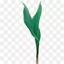 �ٺϿ���ֲ��Ҷ��Ҷ-������