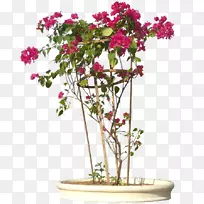 ����ֲ�ﻨ������ë��ľ������ֲ��-�ȴ���-������