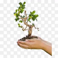 手捧树苗-空若网 手捧树苗-空若网