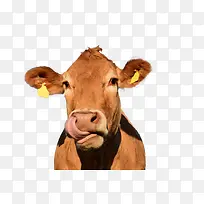 阳光明媚的牛头在舔鼻子-空若网 阳光明媚的牛头在舔鼻子-空若网