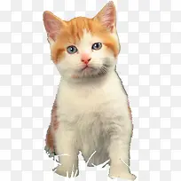 可爱无辜表情猫咪-空若网 可爱无辜表情猫咪-空若网