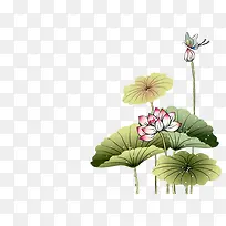 彩绘荷花插画-空若网 彩绘荷花插画-空若网