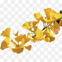 金色银杏树枝-空若网 金色银杏树枝-空若网