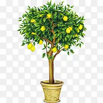 一棵柠檬树-空若网 一棵柠檬树-空若网