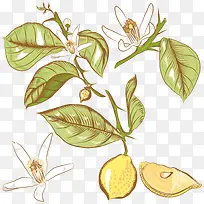 矢量柠檬树-空若网 矢量柠檬树-空若网