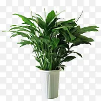 ��Ӱ������������Ч��-������