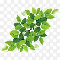 清新时尚叶子素材-空若网 清新时尚叶子素材-空若网