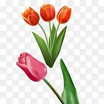 清新郁金香-空若网 清新郁金香-空若网
