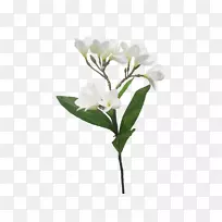 �л���֦��ֲ�����С֦������-������