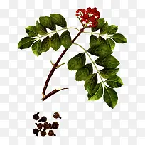 吴茱萸树枝-空若网 吴茱萸树枝-空若网