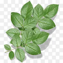 ʵ����֦��Ҷʵ��װ��-������