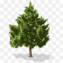 苍翠的洋槐树-空若网 苍翠的洋槐树-空若网