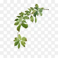 绿色的树枝-空若网 绿色的树枝-空若网