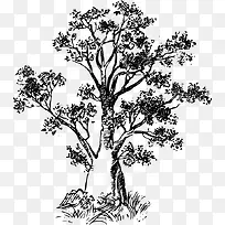 黑白酒瓶树-空若网 黑白酒瓶树-空若网