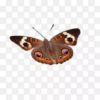 蝴蝶昆虫桌面壁纸蛾高清视频-空若网 蝴蝶昆虫桌面壁纸蛾高清视频-空若网