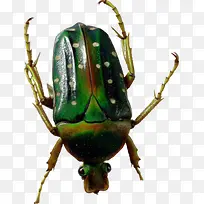 波点甲壳虫-空若网 波点甲壳虫-空若网