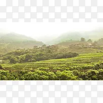 ��������Ұ������-������